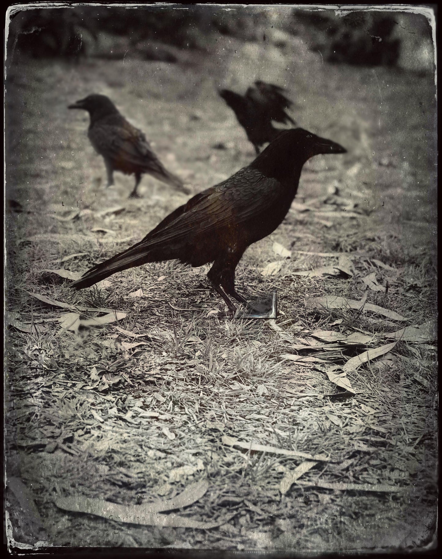 Three Ravens coffee/tea blend in large tin