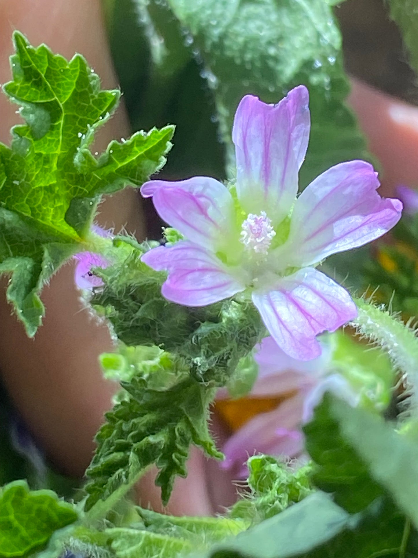 Wild Garden Skin Butter
