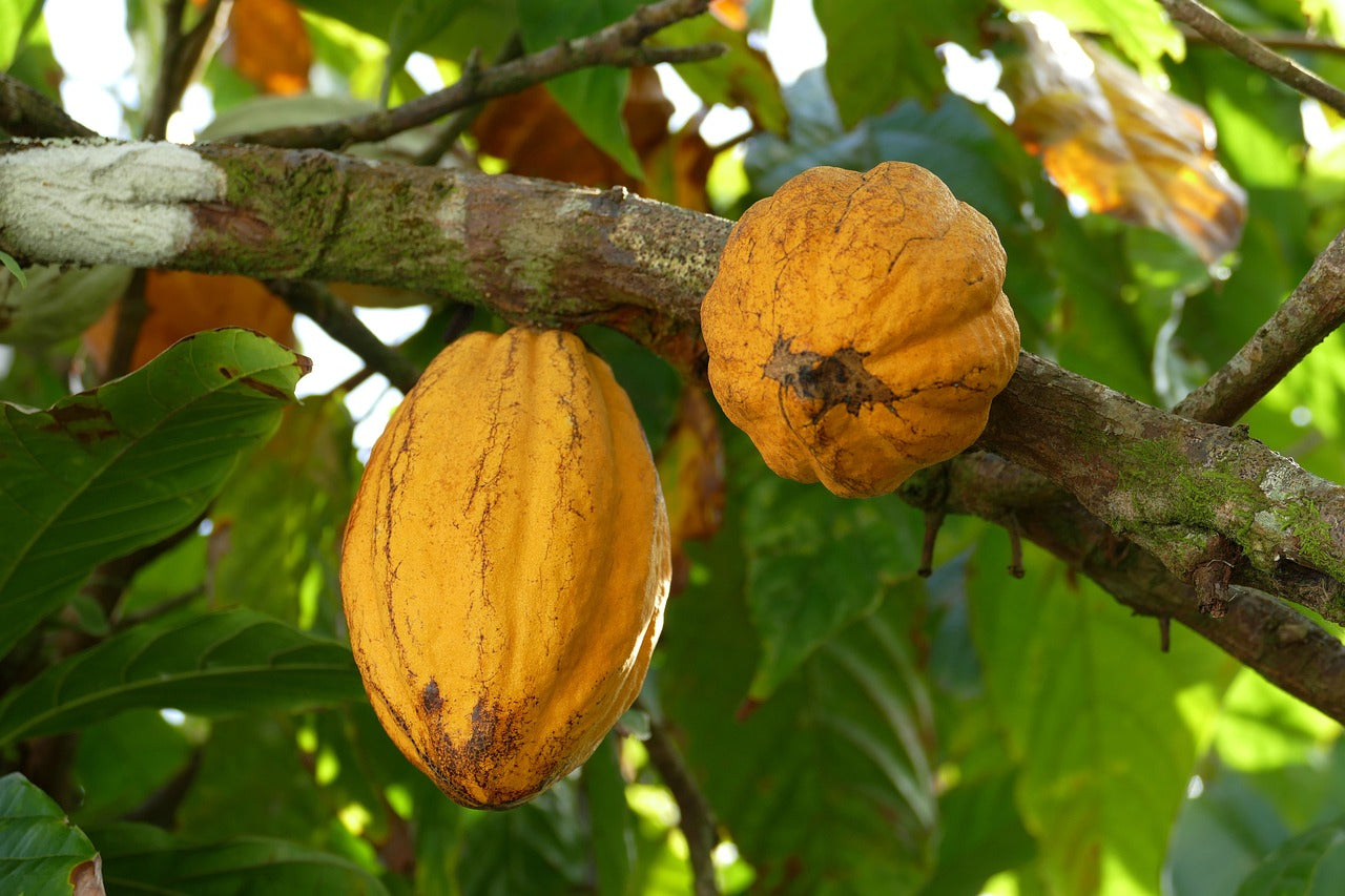 Cauldron Cacao- longevity powder