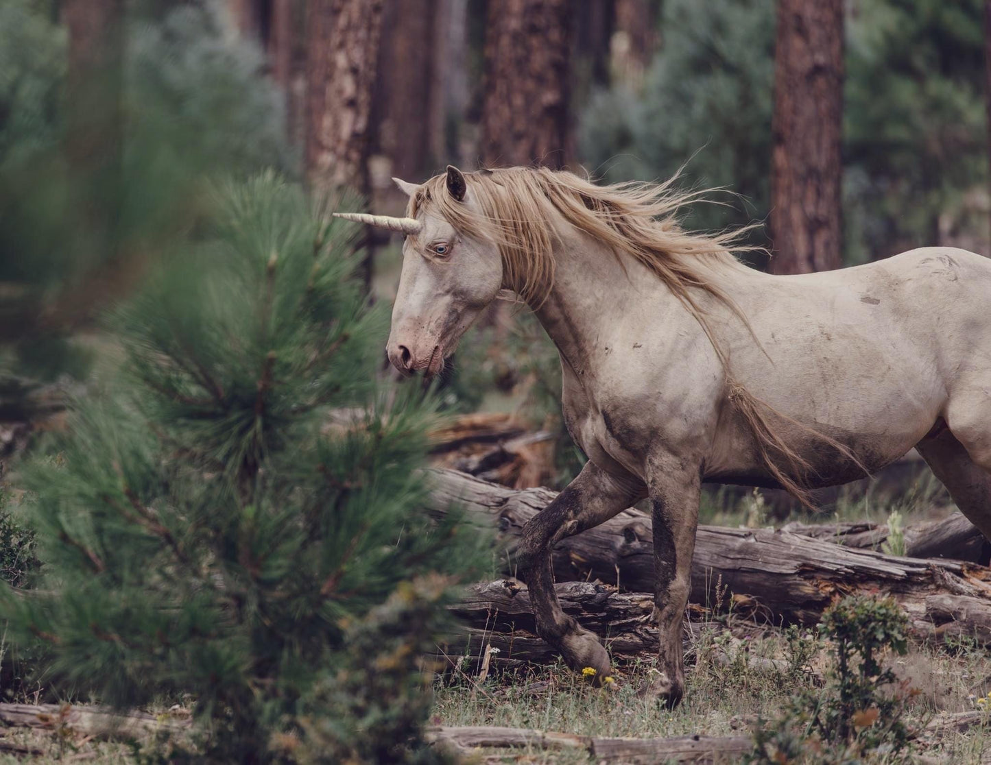 The Unicorn - White Tea Blend