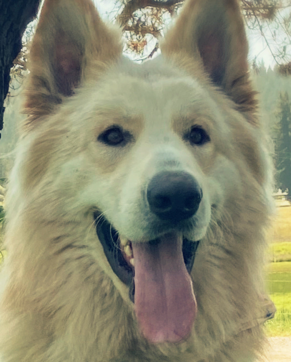 Fang Formula Canine Oral Care