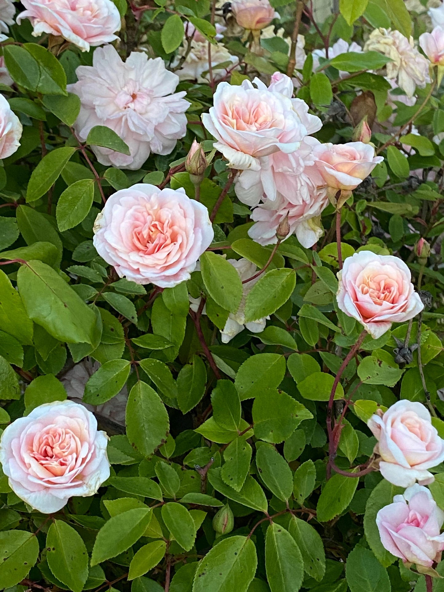 Snow White and Rose Red - White Tea Blend