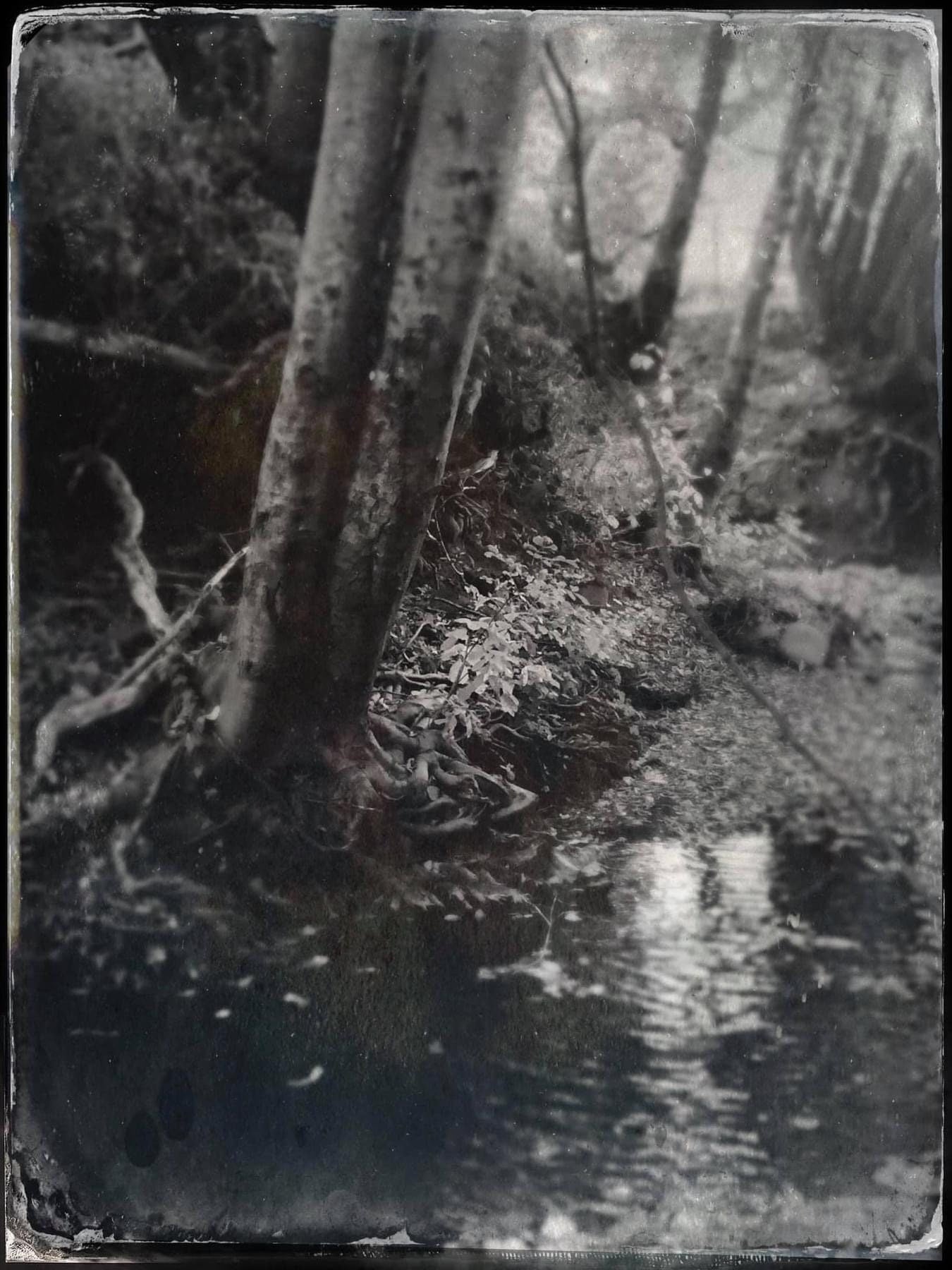 Forest Floor Herbal Tea
