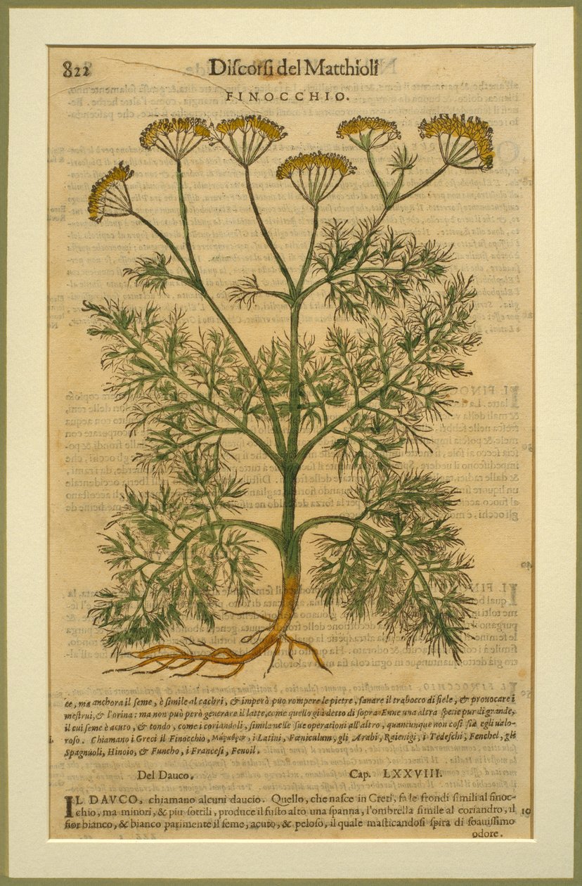 Ginger Cat Herbal Tea