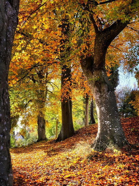 Forest Floor Herbal Tea