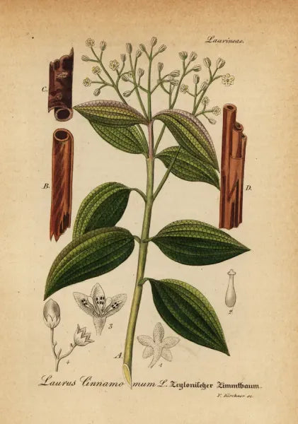 Ginger Cat Herbal Tea